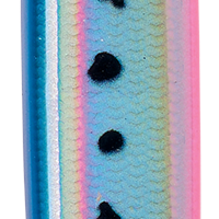 Blue Sardine