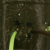 Green Pumpkin Orange