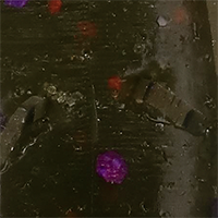 Green Pumpkin Purple Copper