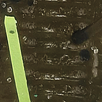 Green Pumpkin Chartreuse