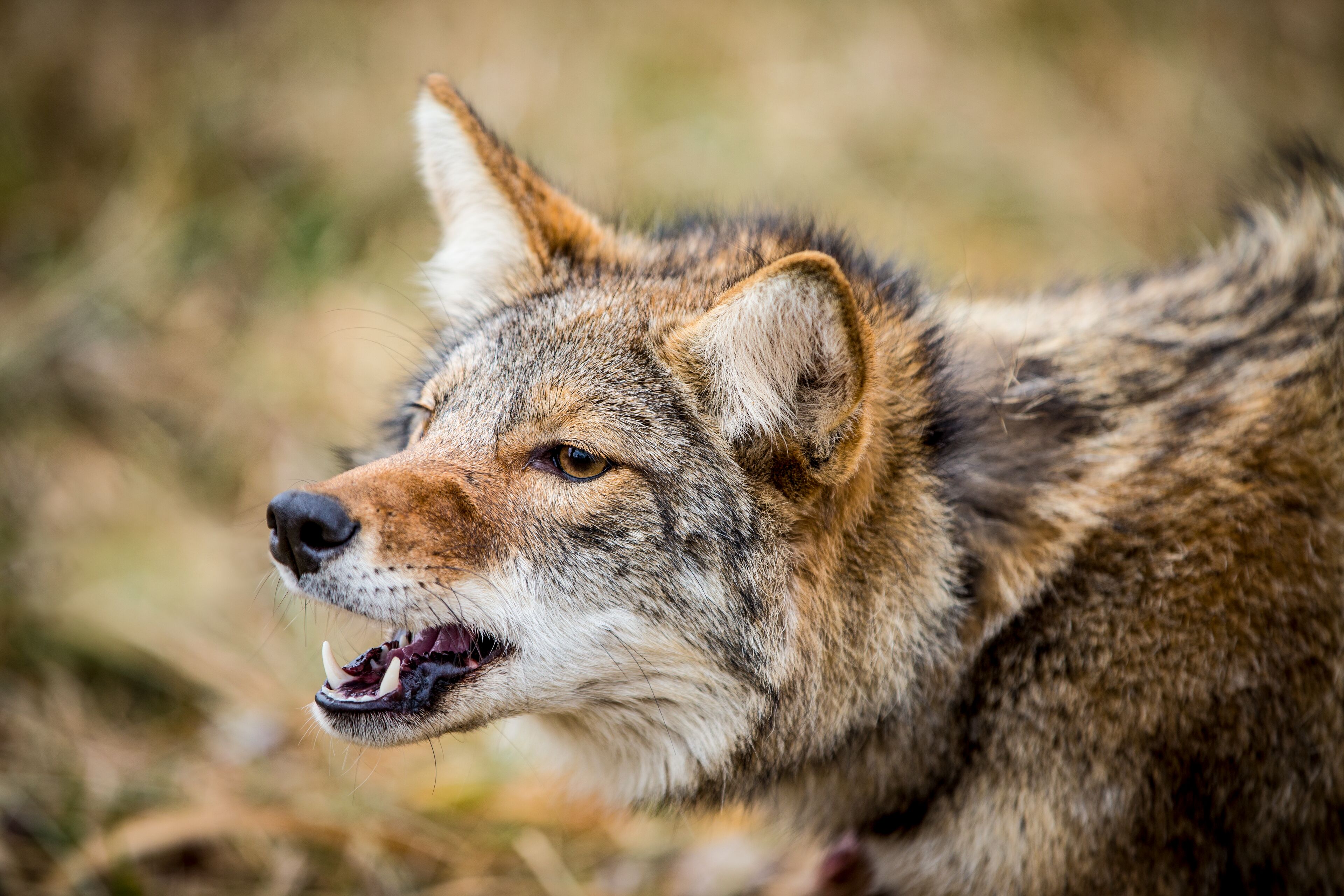 Coyote in natural habitat