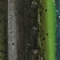 Green Pumpkin Perch