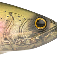Ghost Trout