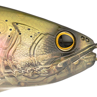 ST Trout