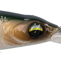 Threadfin Shad