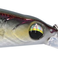 Coldwater Shad