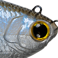 Blue Shiner