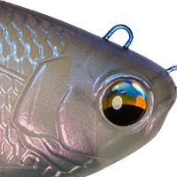 Clearwater Shad