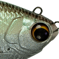 Green Shiner