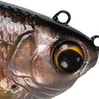 Live Barfish