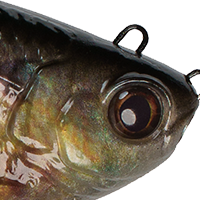 Live Bluegill