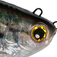 Live Crappie