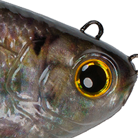 Live Shad