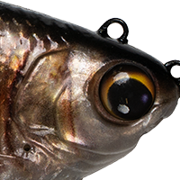 Live Shiner
