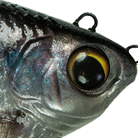 Live Tilapia