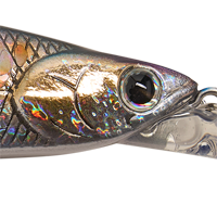 MS American Shad