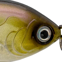 Clearwater Minnow
