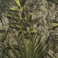 TrueTimber Low Country