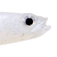 Ghost Shad Solid