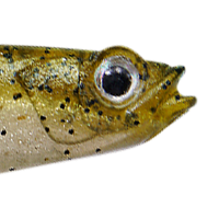 Green Pumpkin Shad